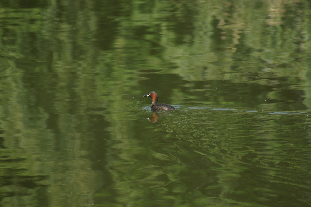 Little Grebe - vivy tuan