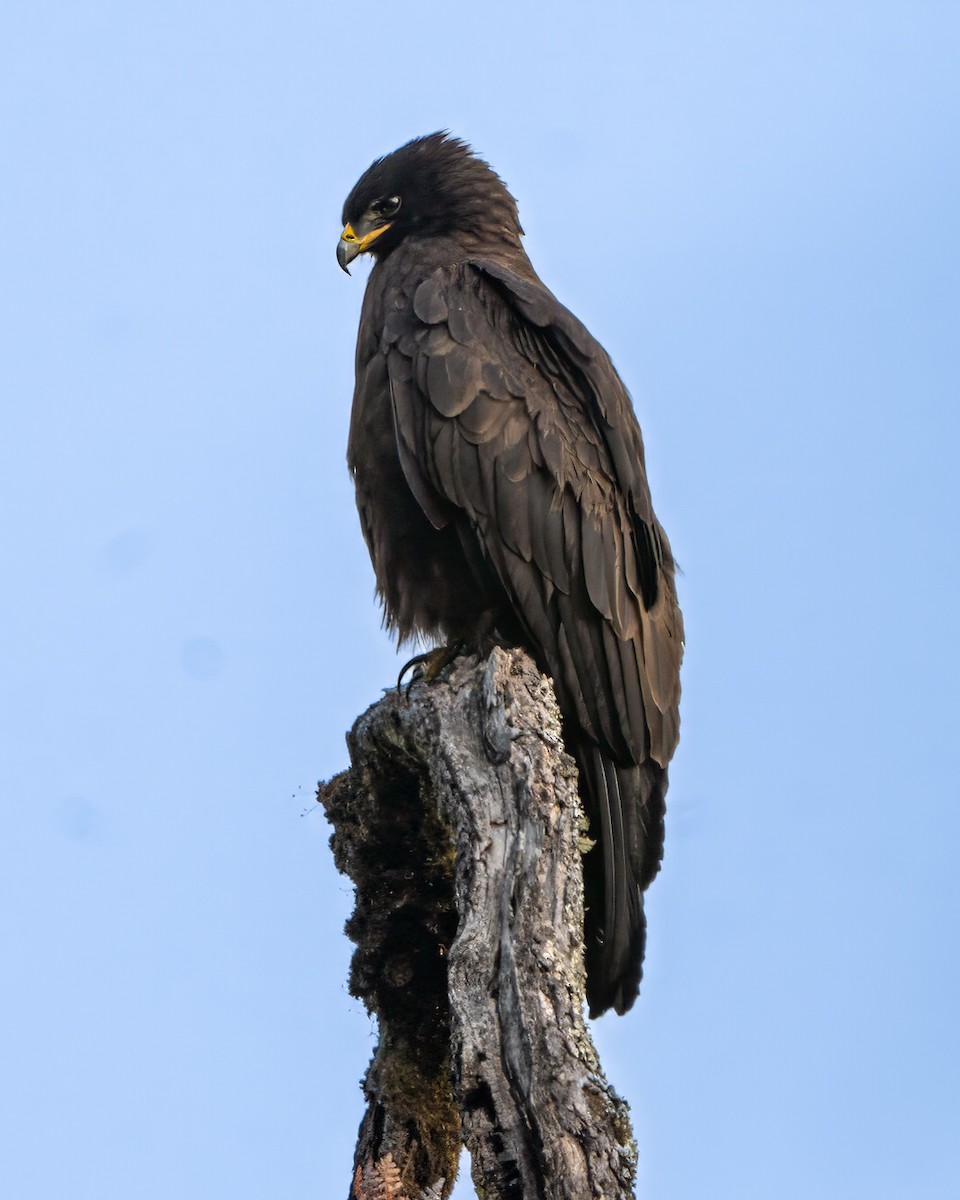 Black Eagle - Pujan Dhakal