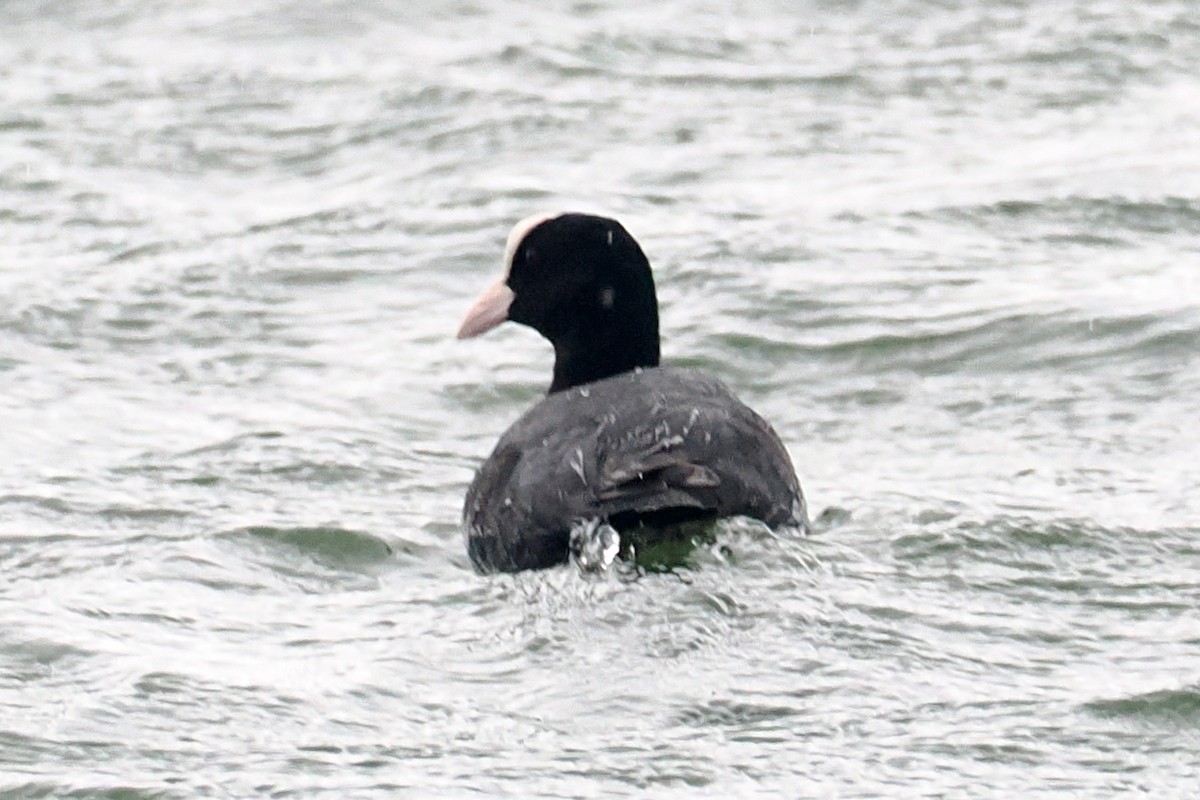 Eurasian Coot - Donna Pomeroy