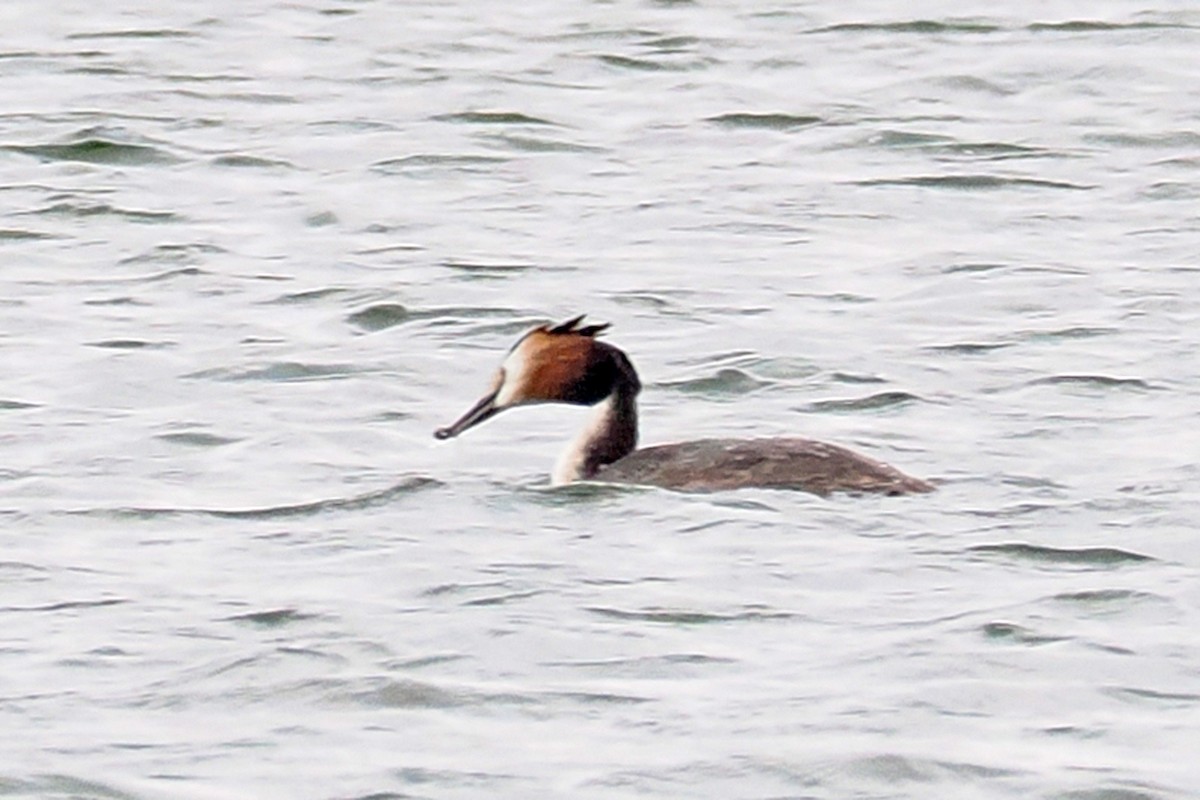 Great Crested Grebe - Donna Pomeroy