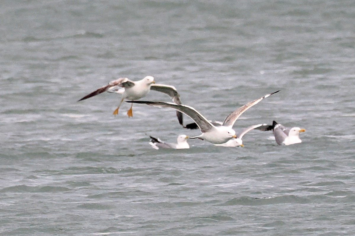 Yellow-legged Gull - Donna Pomeroy