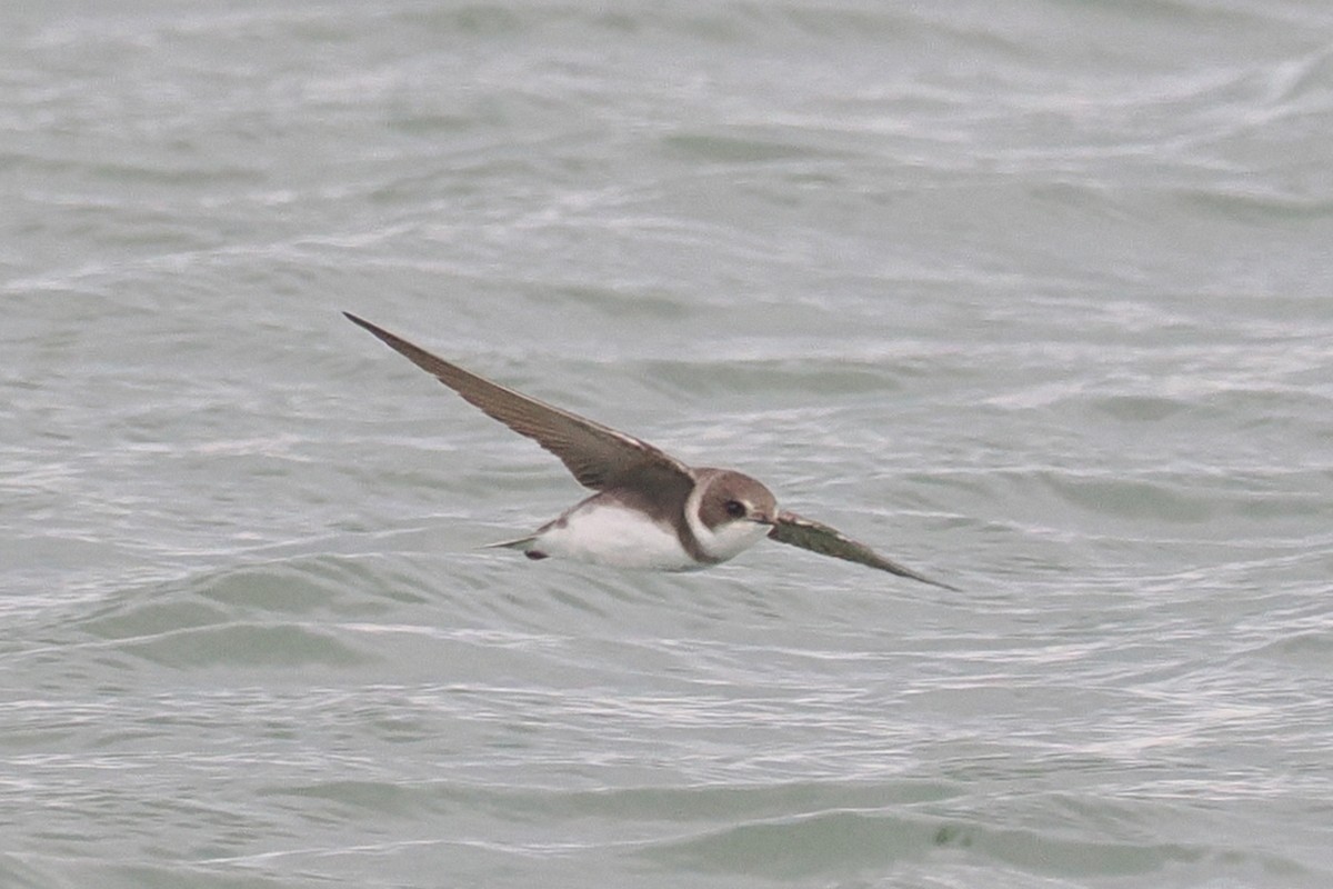 Bank Swallow - Donna Pomeroy