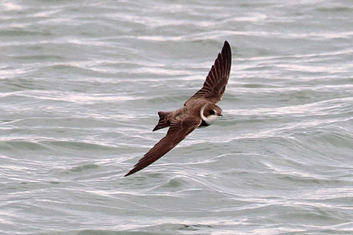 Bank Swallow - Donna Pomeroy