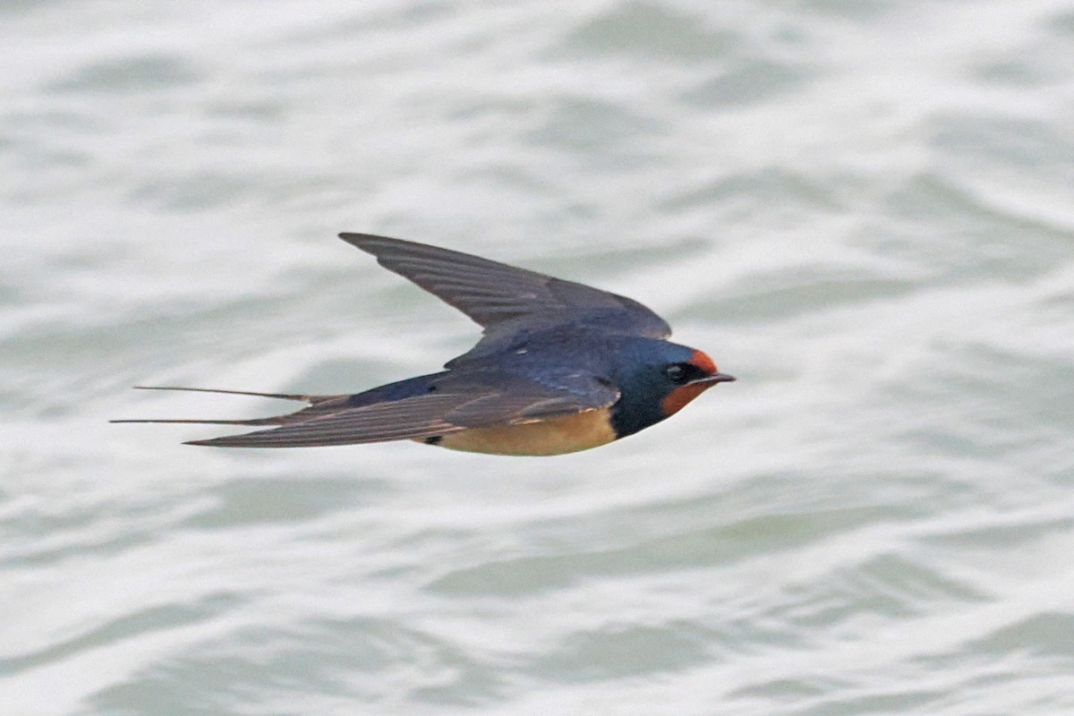 Barn Swallow - Donna Pomeroy