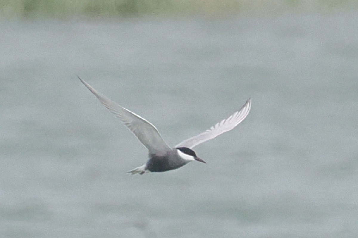 Whiskered Tern - Donna Pomeroy