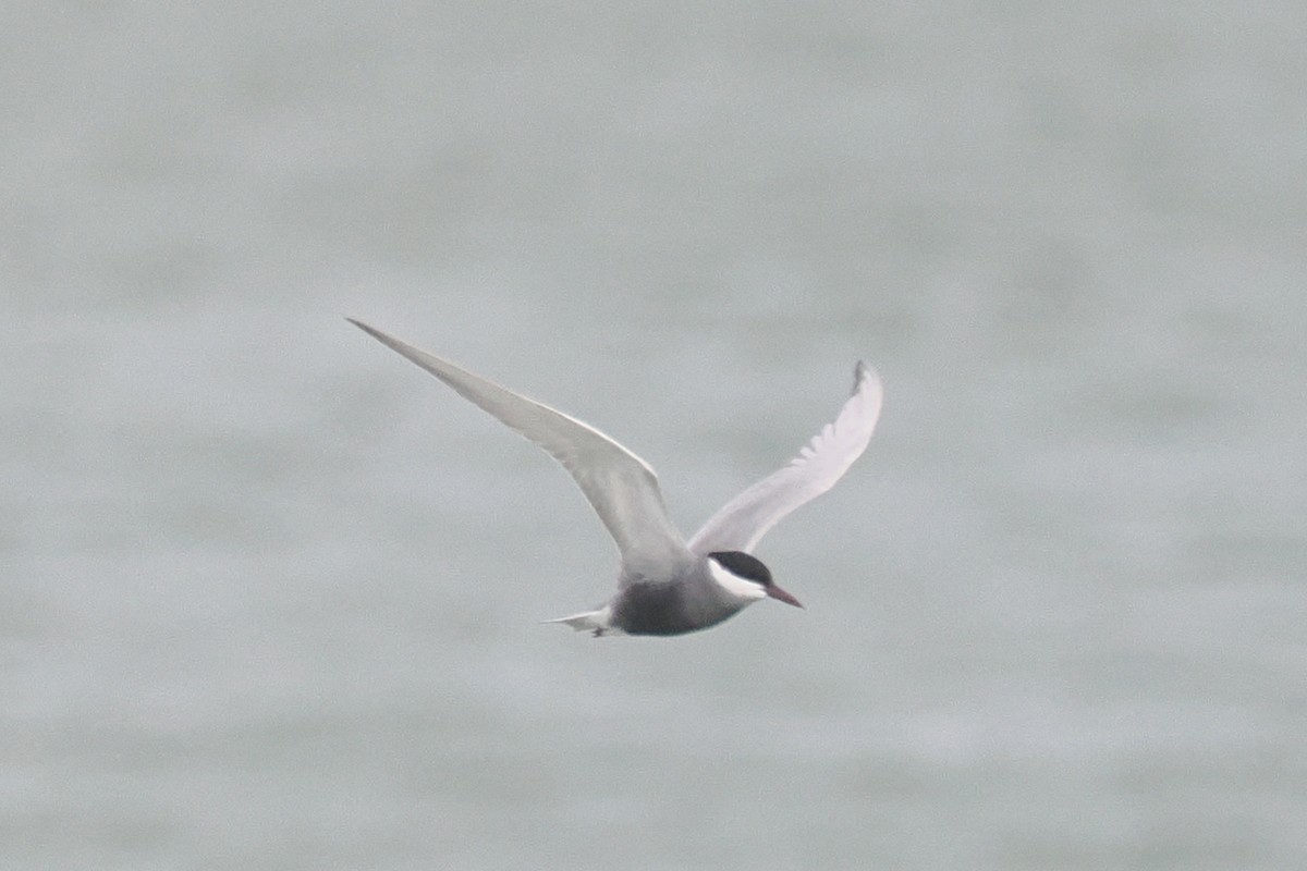 Whiskered Tern - Donna Pomeroy