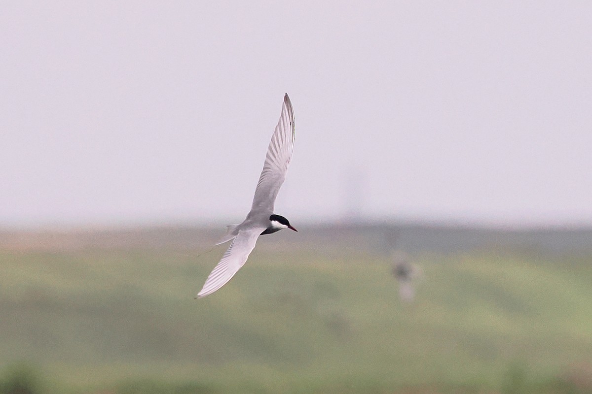 Whiskered Tern - Donna Pomeroy