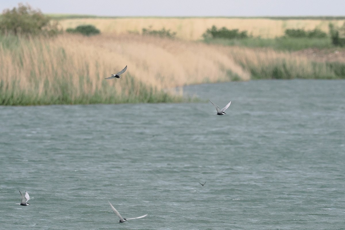 Whiskered Tern - Donna Pomeroy