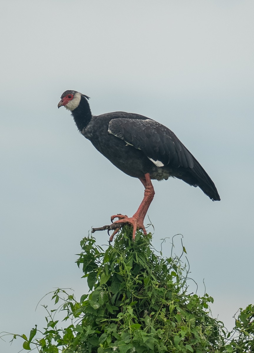 Weißwangen-Wehrvogel - ML619479738