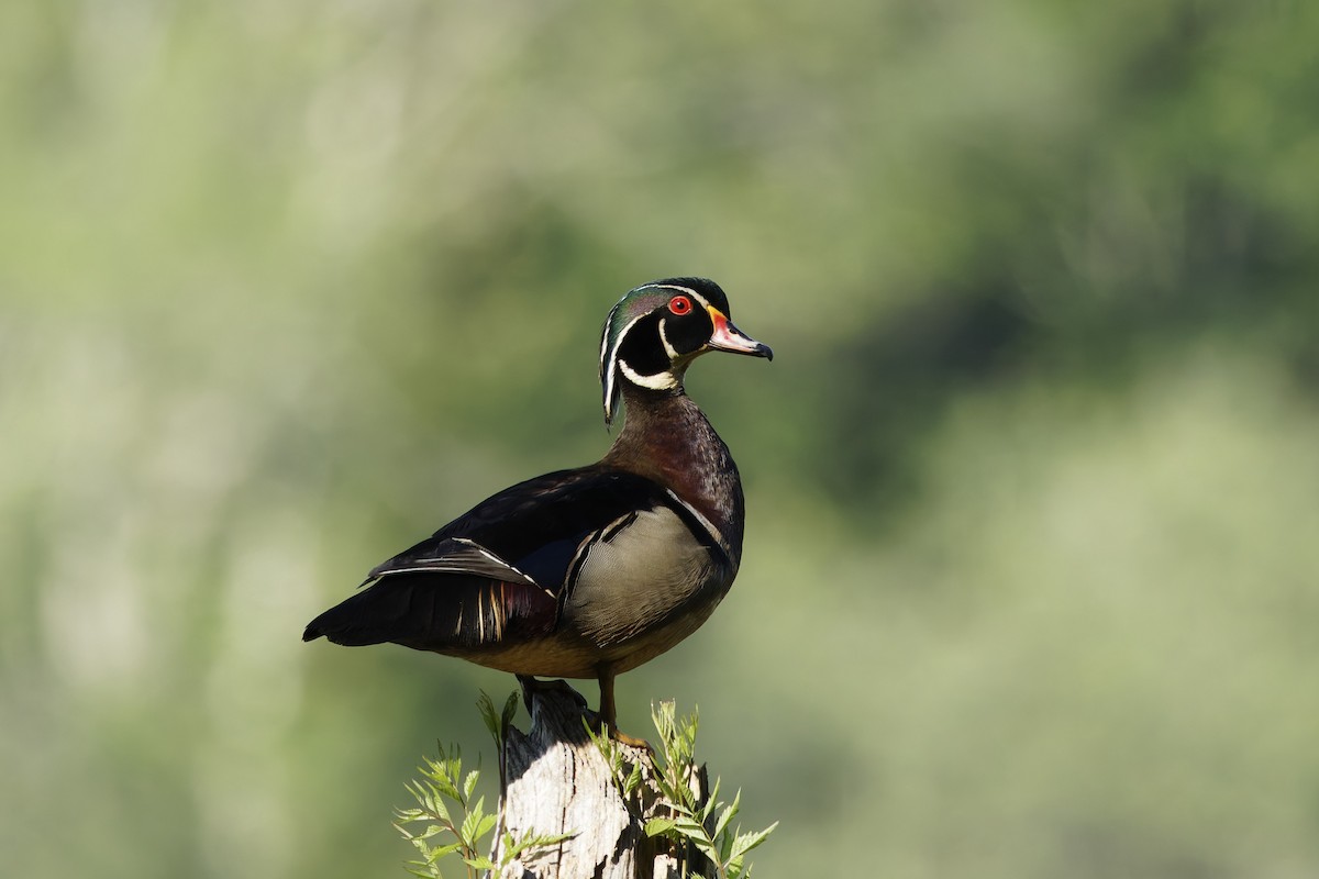 Wood Duck - ML619479739