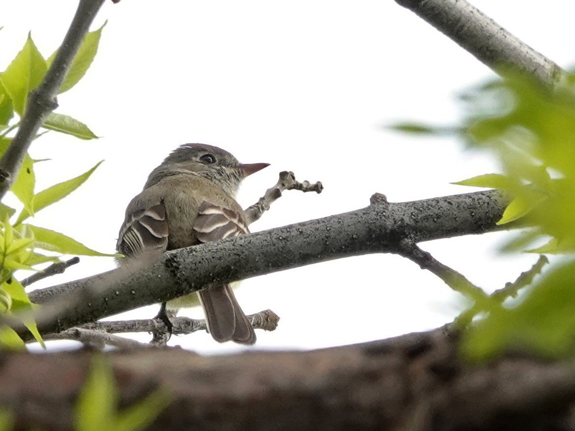 Empidonax sp. - Doug Swartz