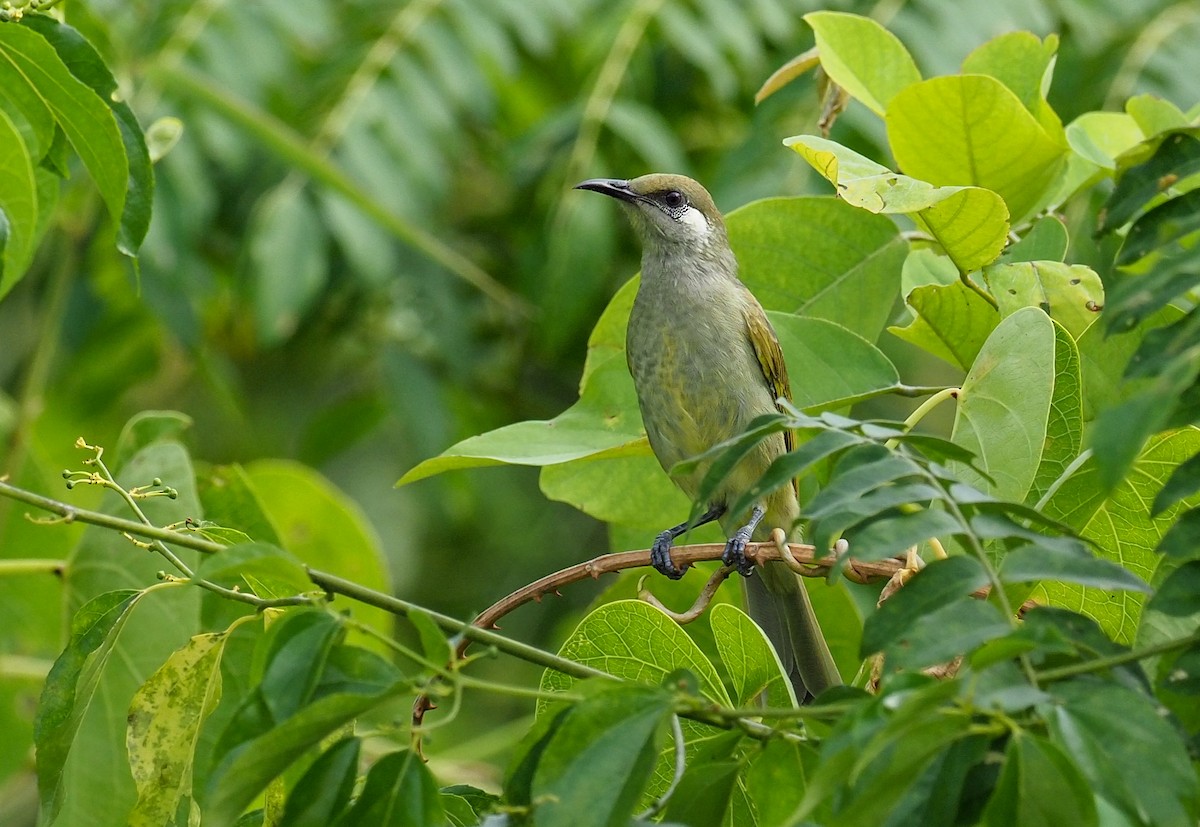 Olive Honeyeater - Mike Edgecombe