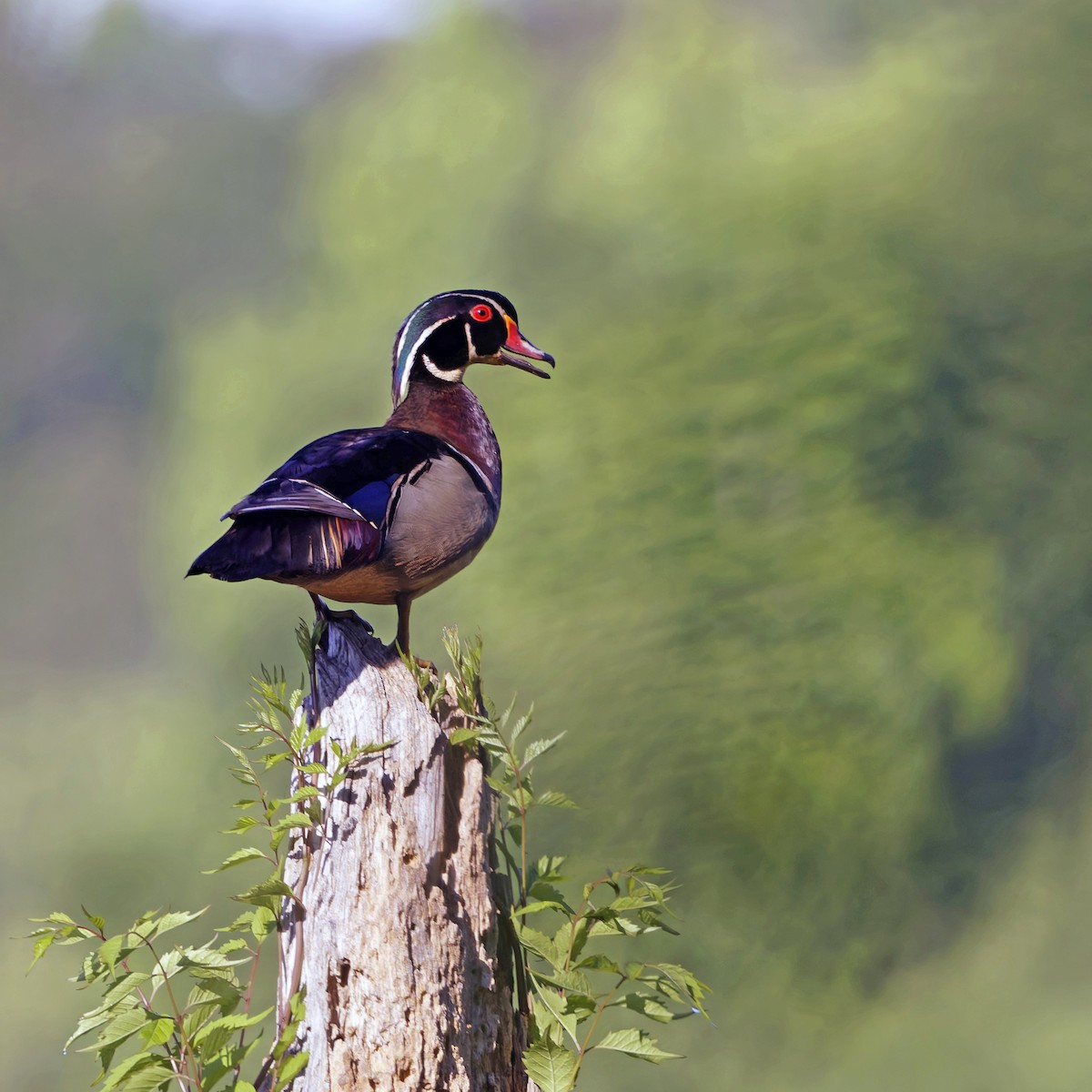 Wood Duck - Shelby  Birch