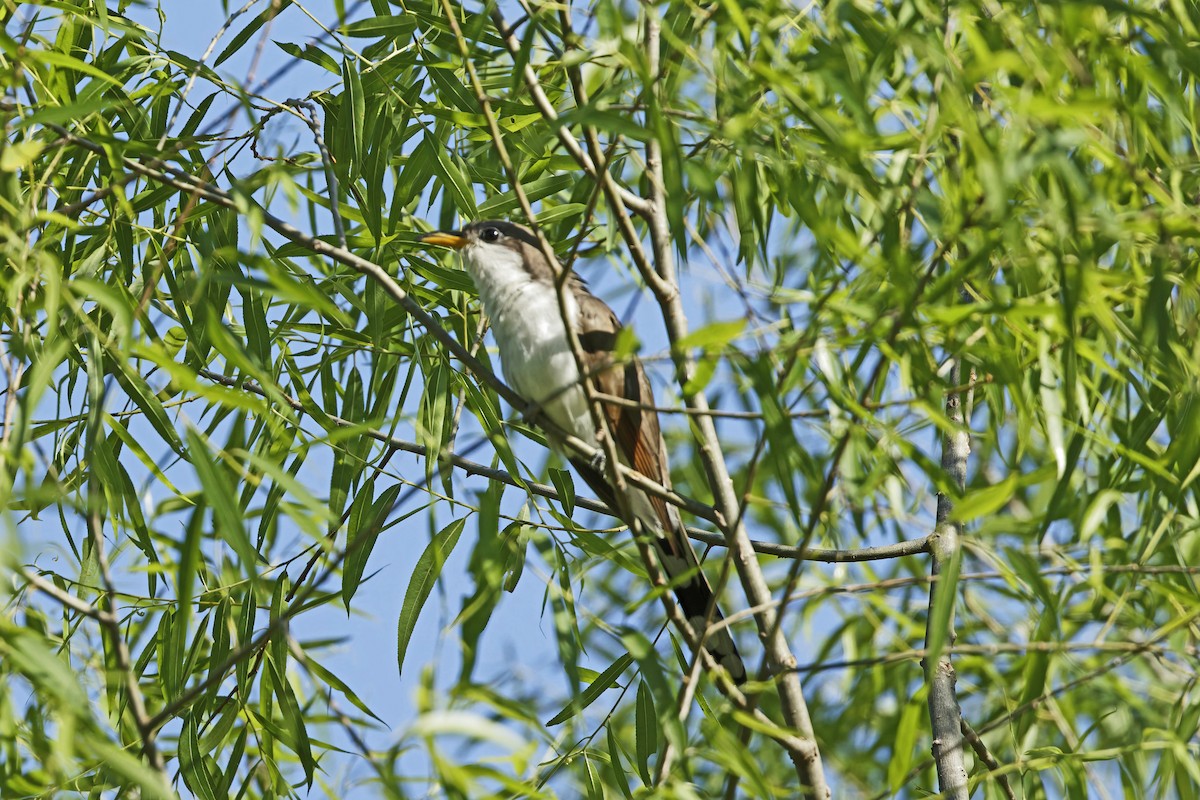Yellow-billed Cuckoo - Donnie Coody