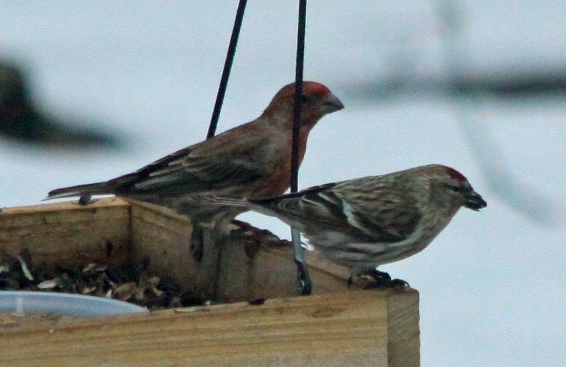 Common Redpoll - John Farrington