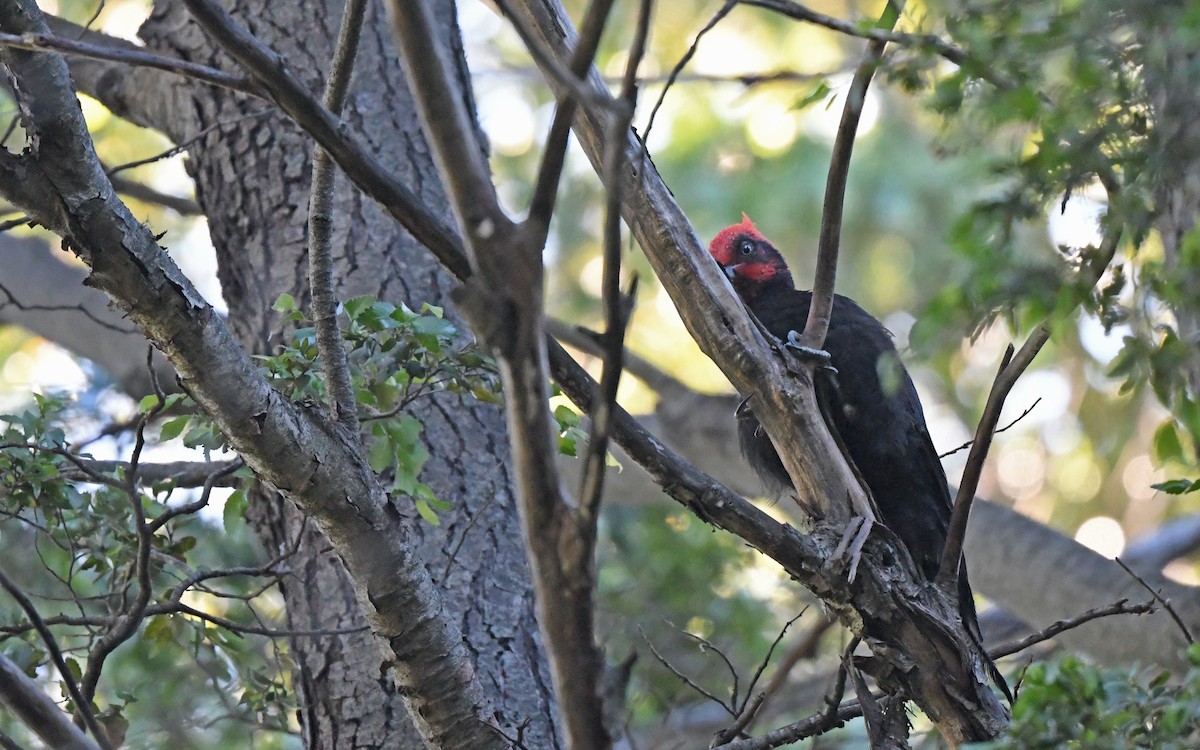 Magellanic Woodpecker - Christoph Moning