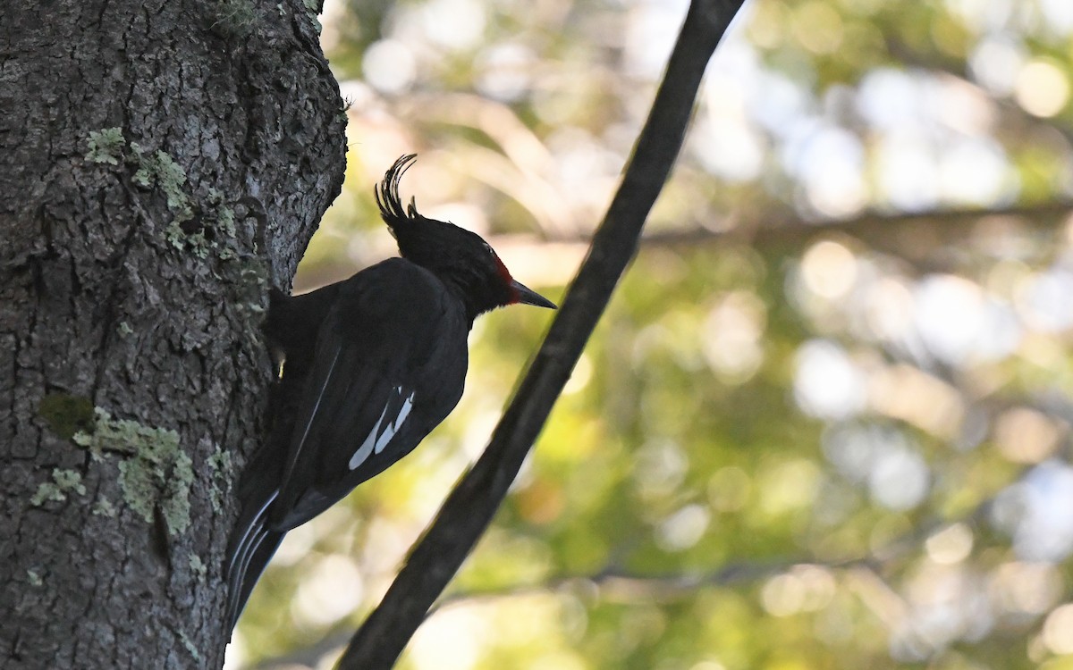 Magellanic Woodpecker - ML619479772