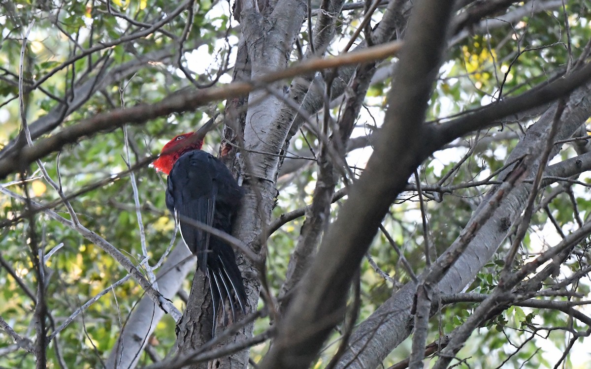 Magellanic Woodpecker - Christoph Moning