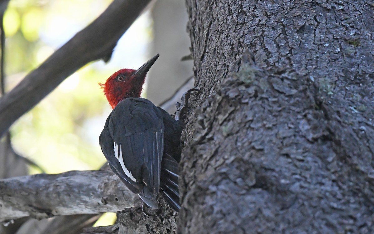 Magellanic Woodpecker - Christoph Moning