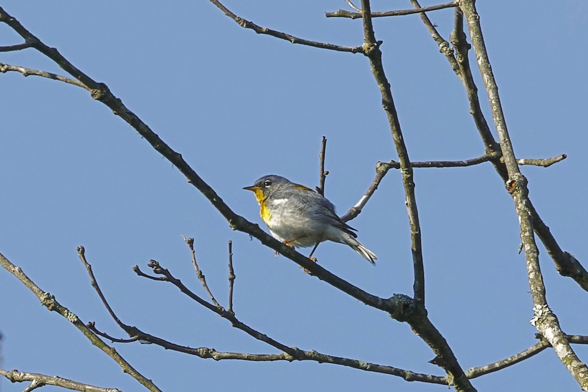 Northern Parula - Donnie Coody