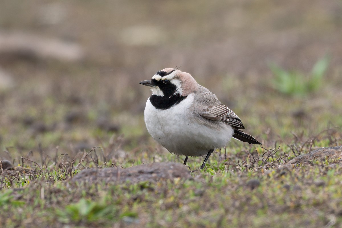 Horned Lark - Mario Vigo