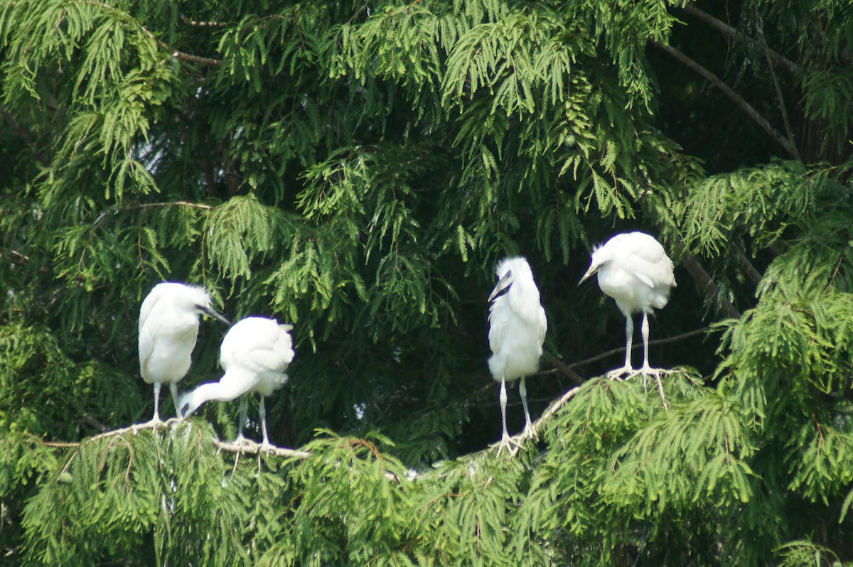 Great Egret - vivy tuan