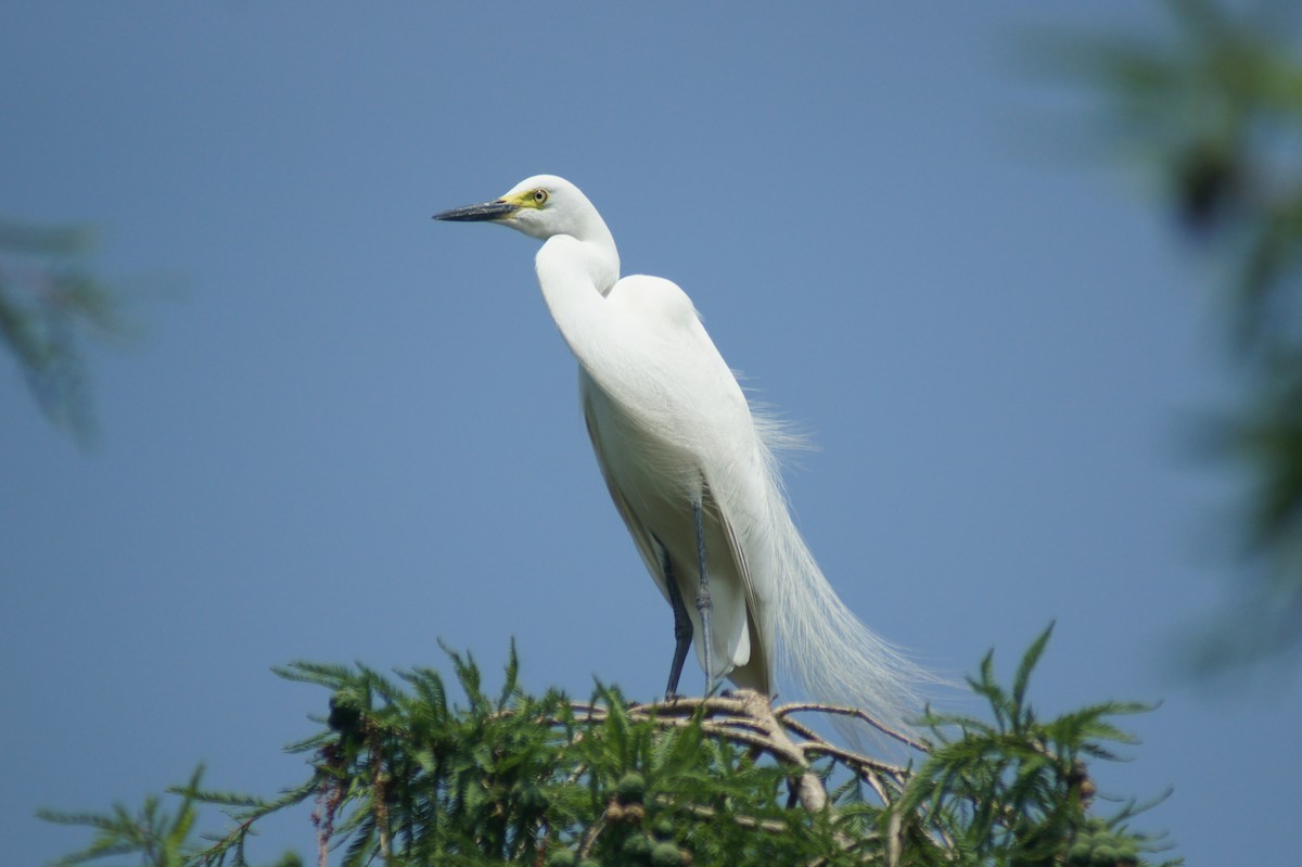 Great Egret - vivy tuan