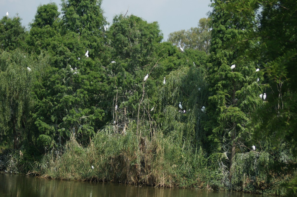 Great Egret - vivy tuan