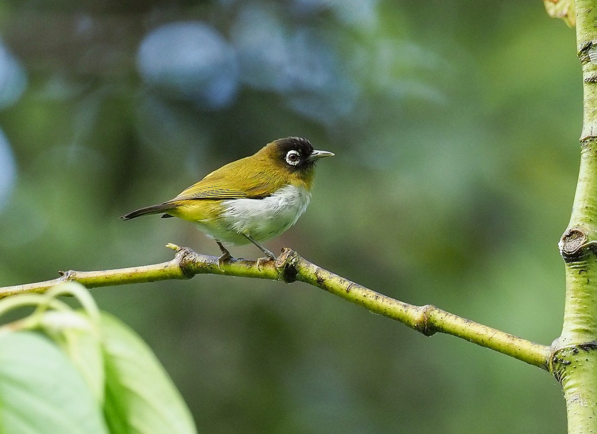 Seram White-eye - Mike Edgecombe