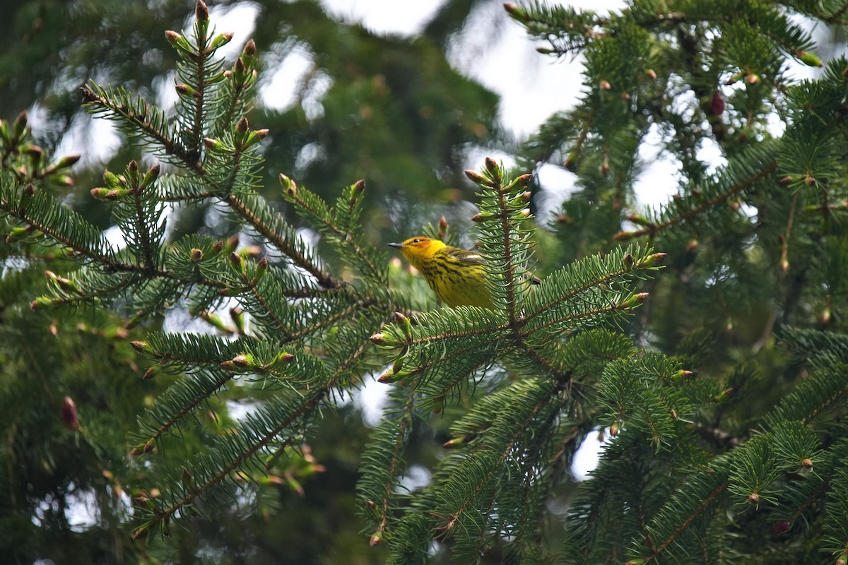 Cape May Warbler - Ian Langlois Vaillancourt