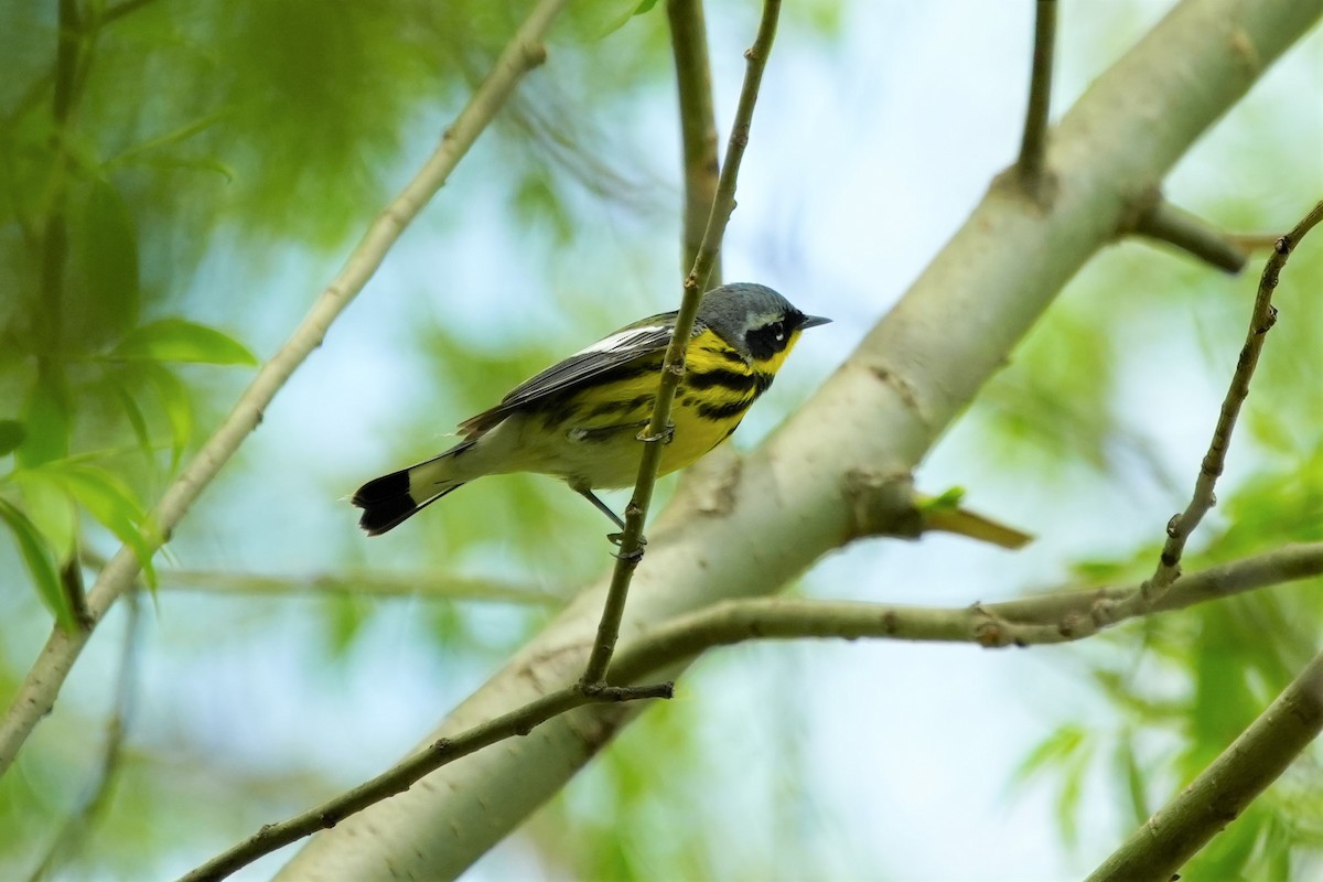 Magnolia Warbler - Ian Langlois Vaillancourt