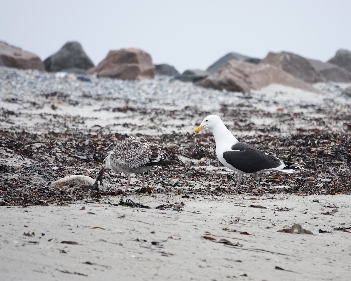 Great Black-backed Gull - Marianne Fan