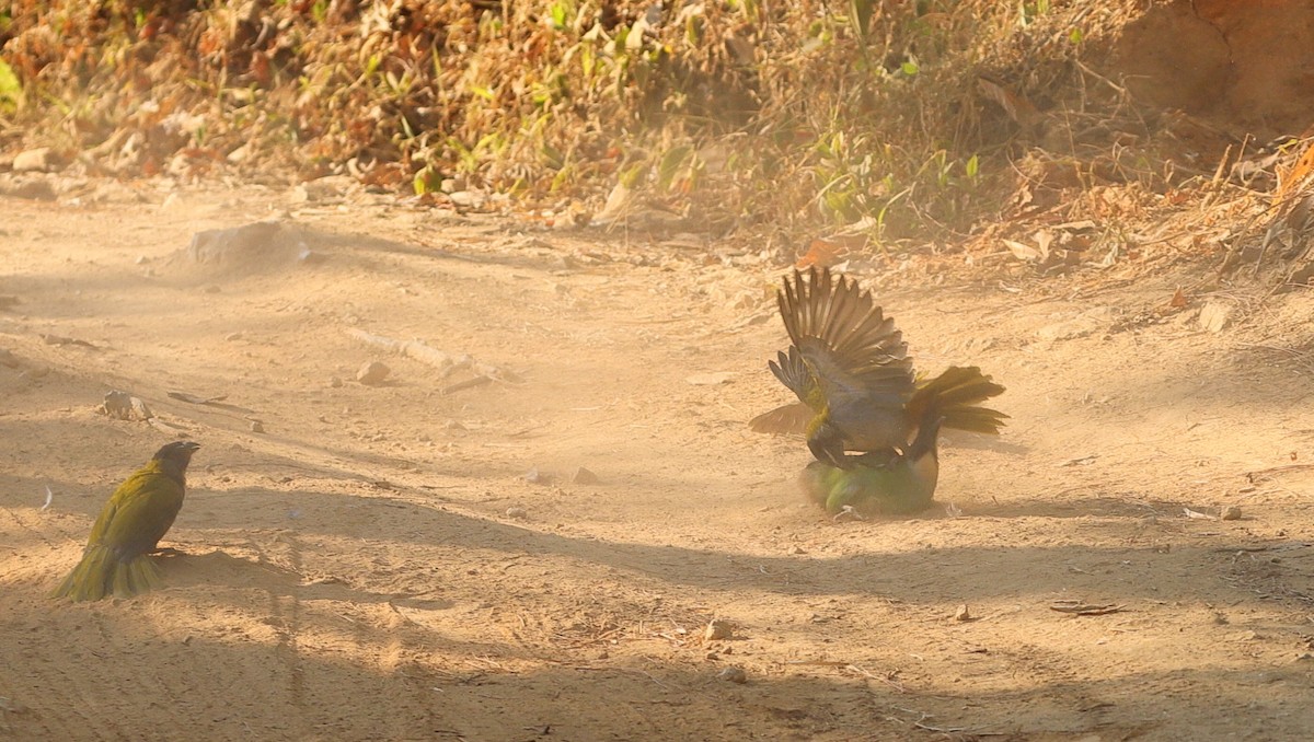 Black-headed Saltator - ML619479834