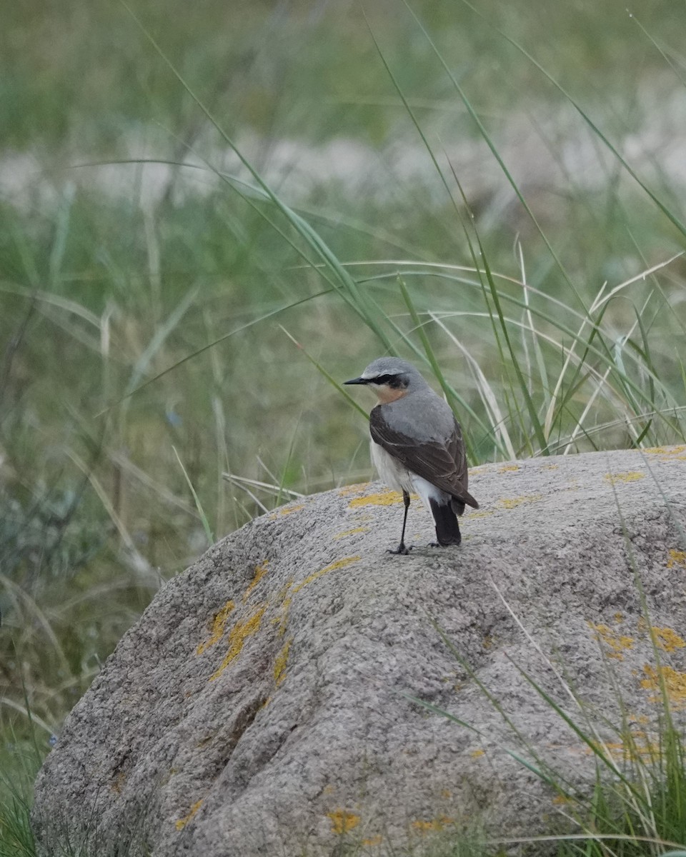 Northern Wheatear - Marianne Fan