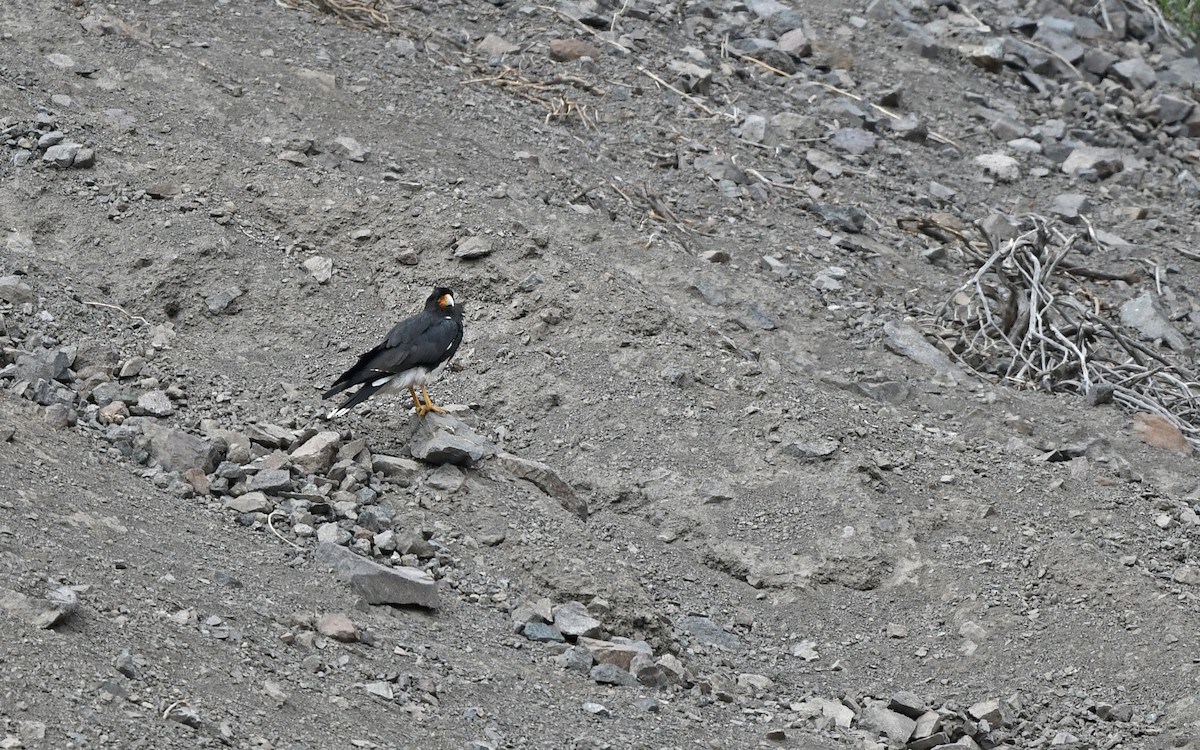 Mountain Caracara - Christoph Moning