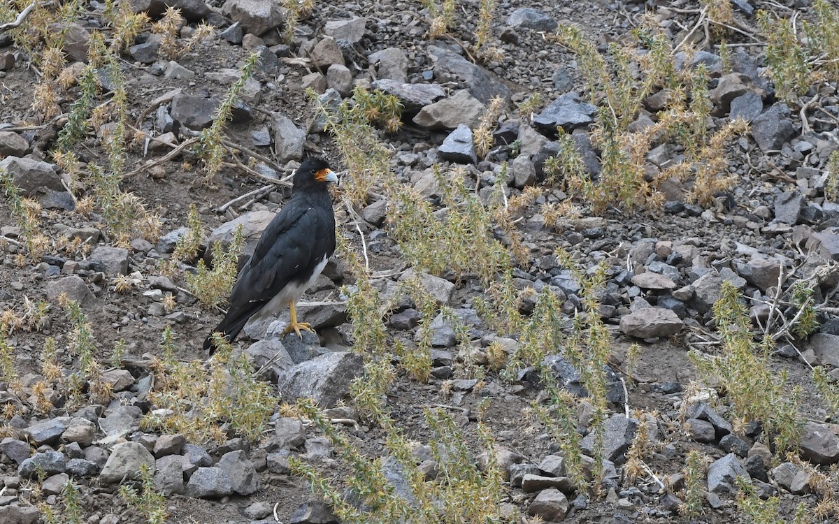 Mountain Caracara - Christoph Moning