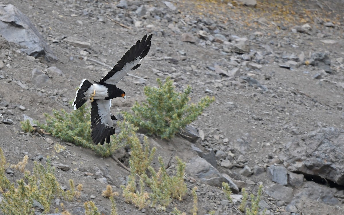 Mountain Caracara - Christoph Moning