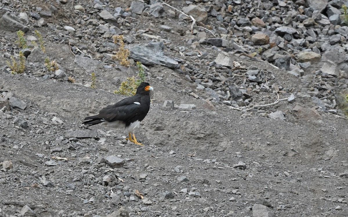 Mountain Caracara - Christoph Moning