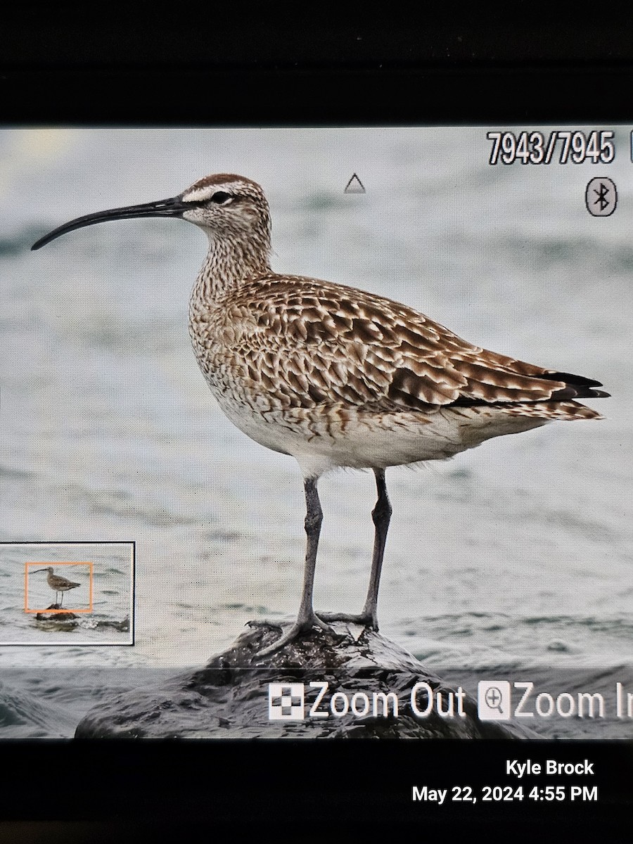 Whimbrel - ML619479859