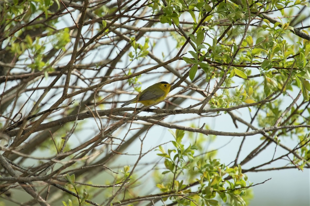 Wilson's Warbler - Ian Langlois Vaillancourt