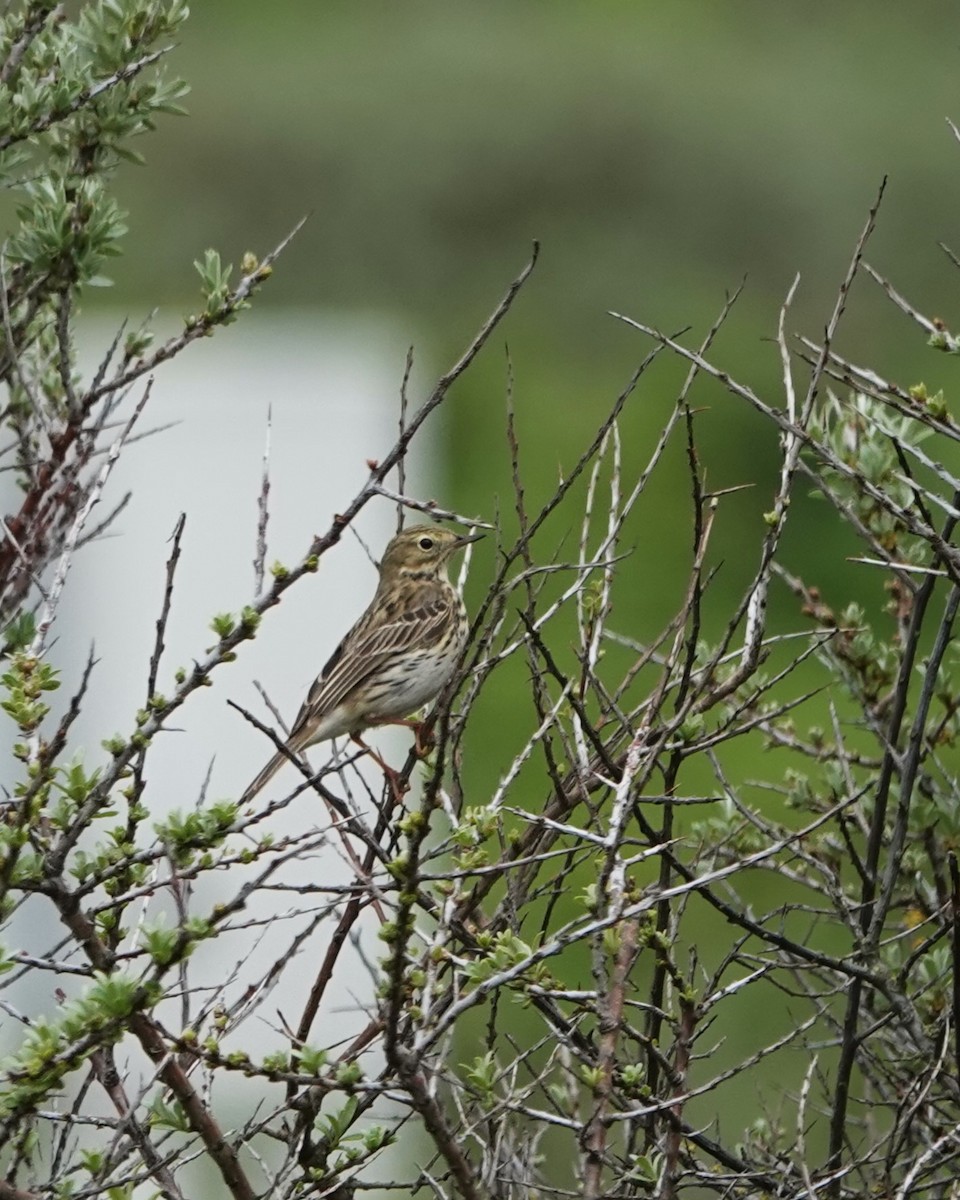 Meadow Pipit - Marianne Fan