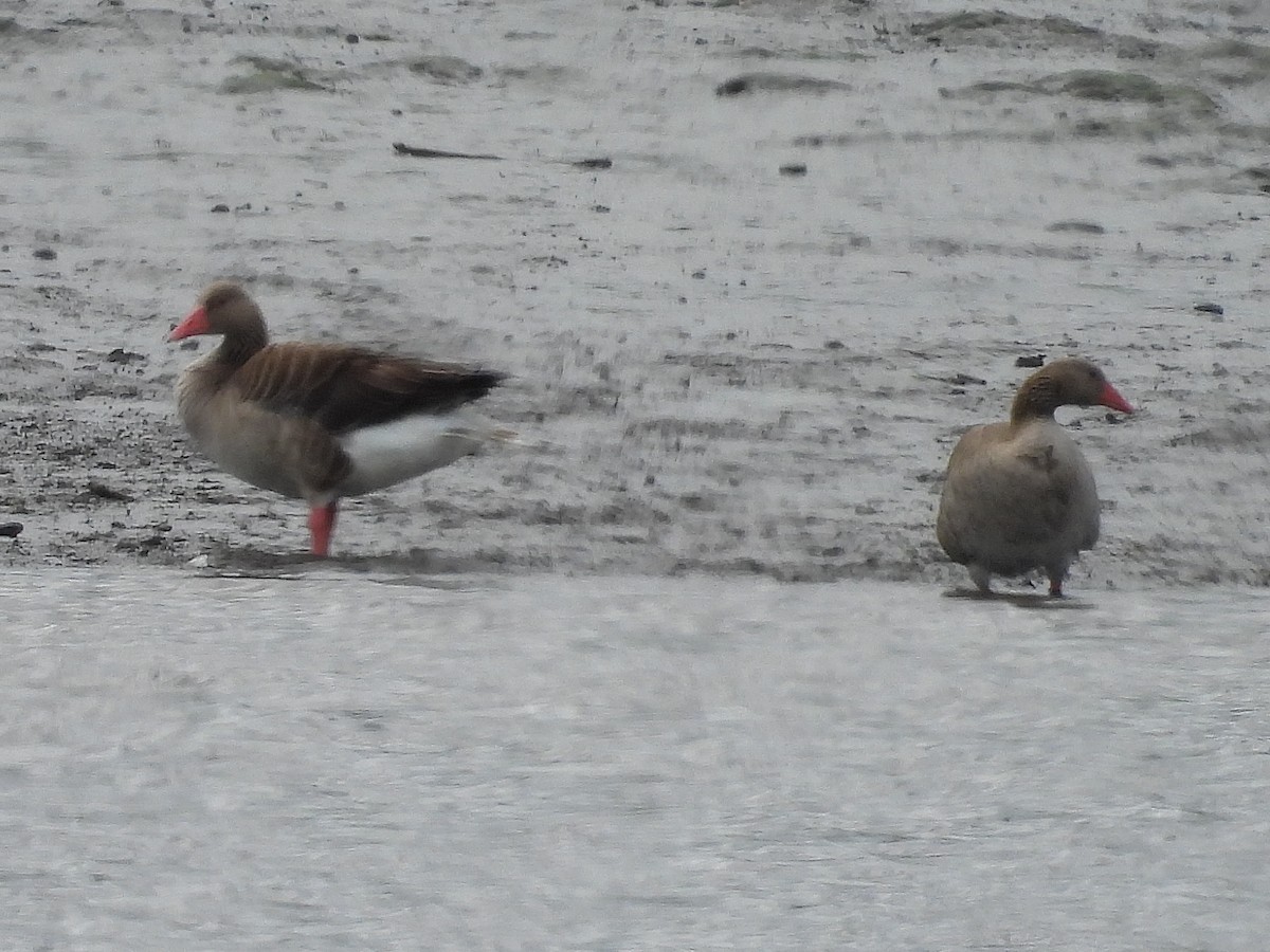 Graylag Goose - Pablo García (PGR)