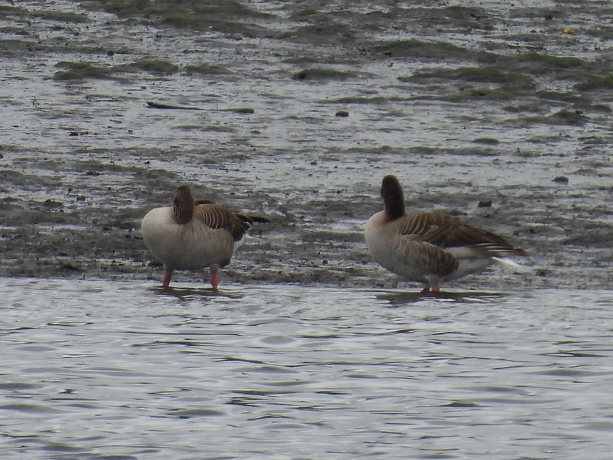 Graylag Goose - Pablo García (PGR)