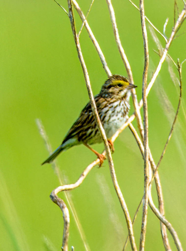 Savannah Sparrow - Mike Birmingham