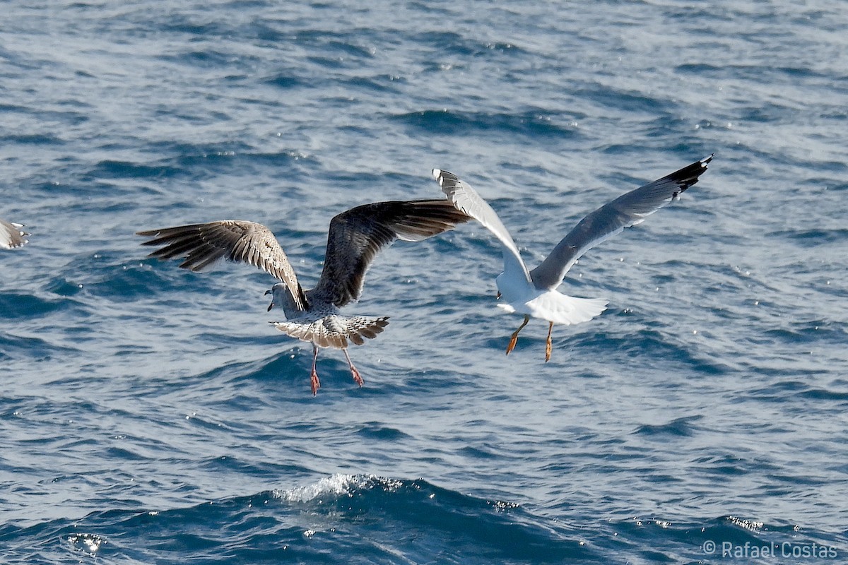 Lesser Black-backed Gull - Rafael Costas