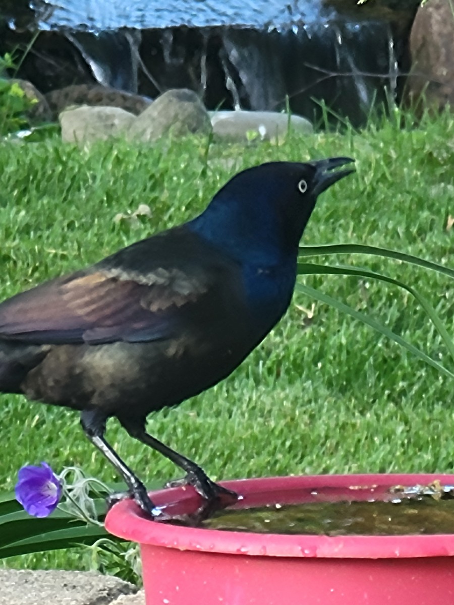 Common Grackle - Scott Harp