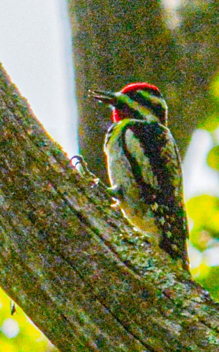 Yellow-bellied Sapsucker - Mike Birmingham