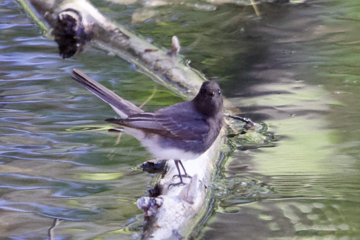 Black Phoebe - Robert Snider