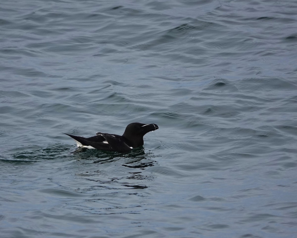 Razorbill - Marianne Fan