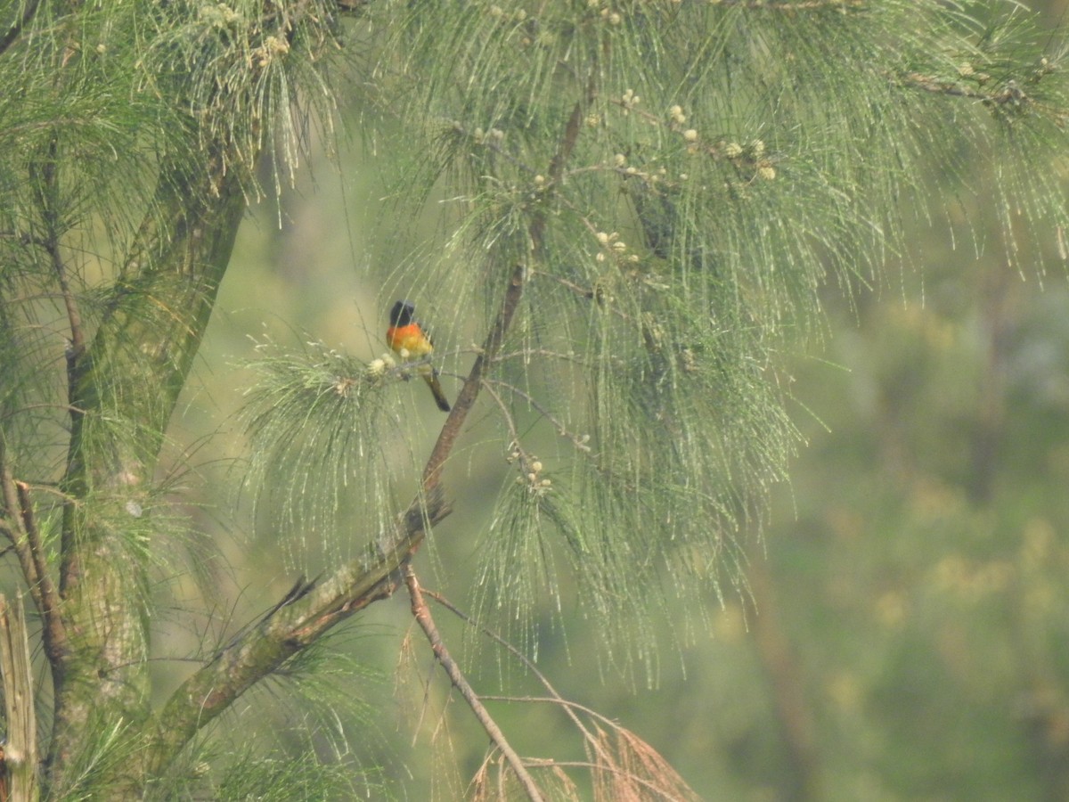 Small Minivet - Piklu Das